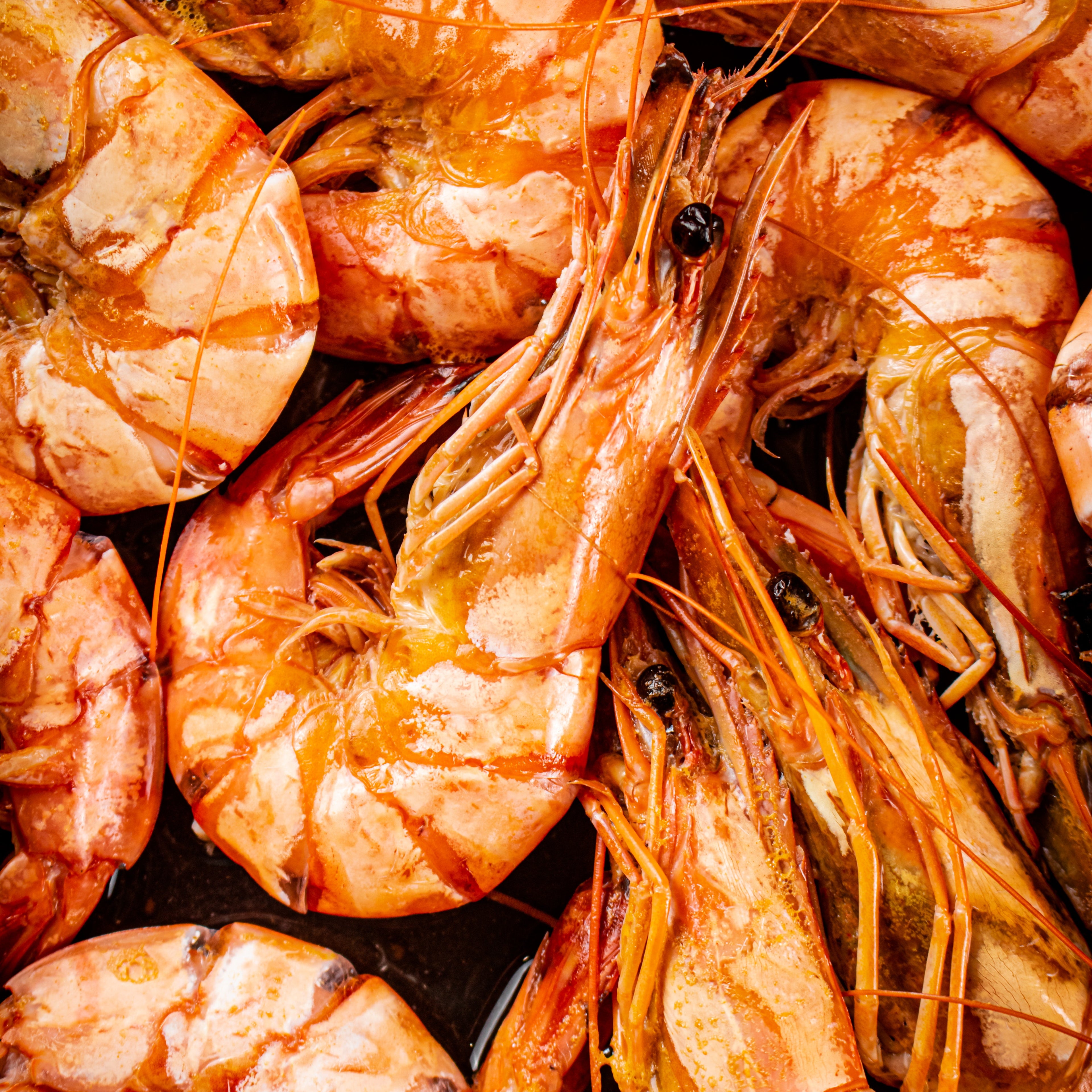 Grønlandsreker XXL (40-60), 5 KG